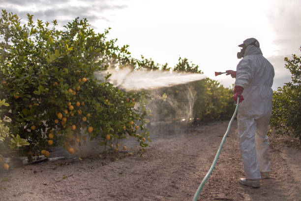 Best Best Pest Control Companies  in Bodfish, CA