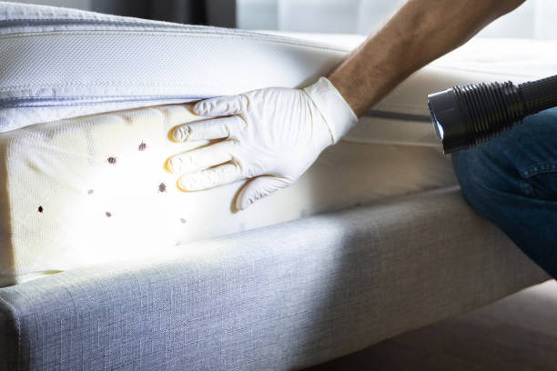 Best Cockroach Control Services  in Bodfish, CA